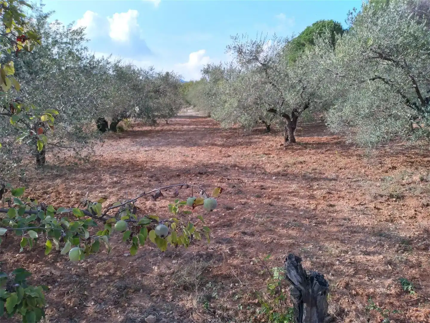 Terreno en venta en Centre