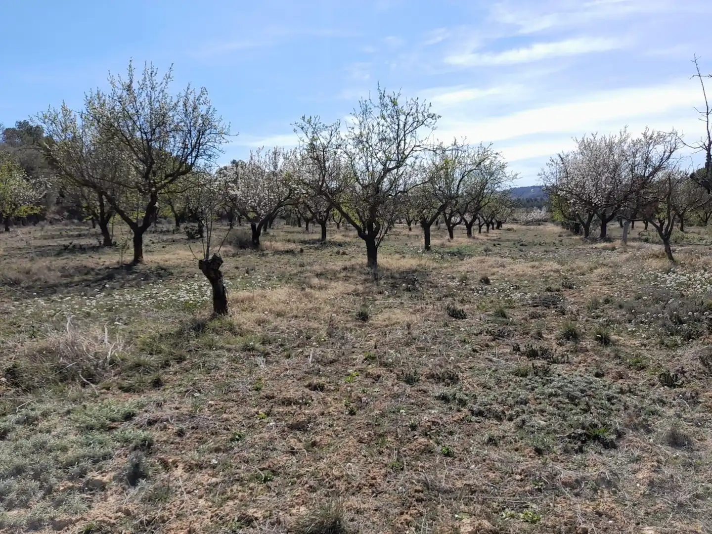 Rural land for sale in Batea, imagen 3