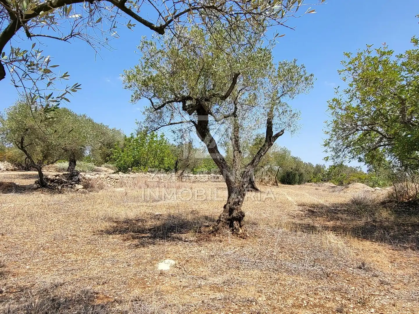Terreno rustico in vendita a Traiguera, imagen 5