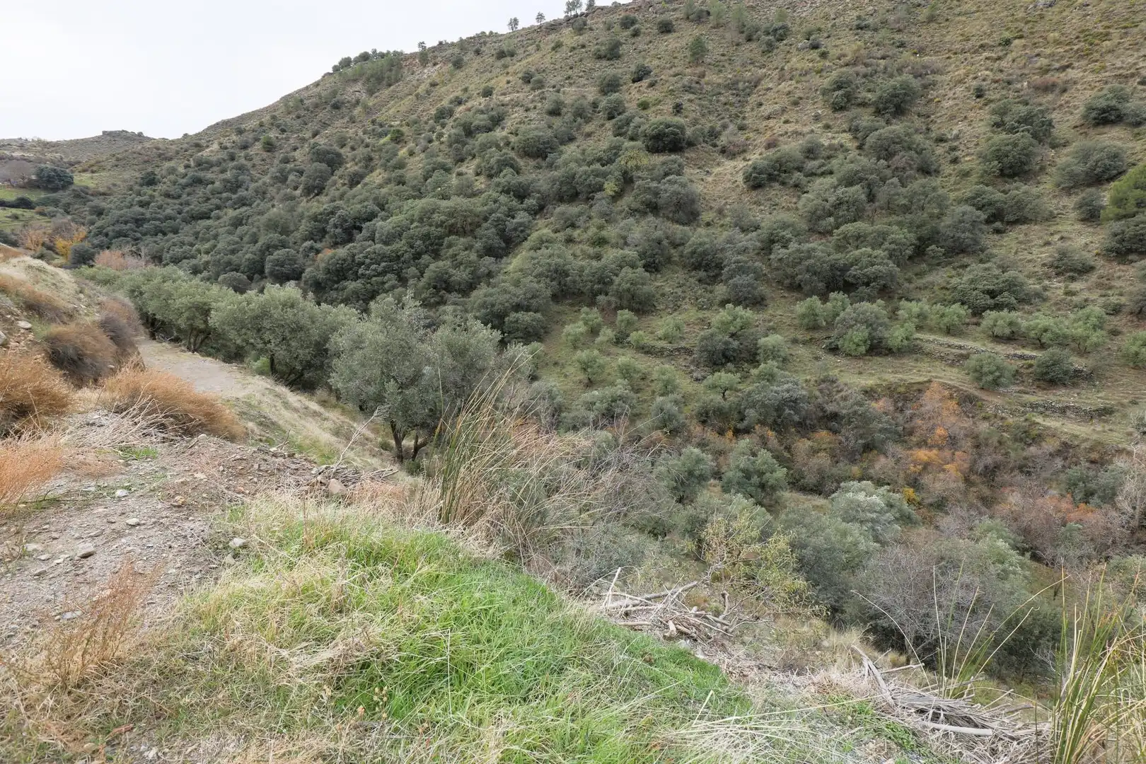 Terreno rustico in vendita a EXTRARRADIO 232