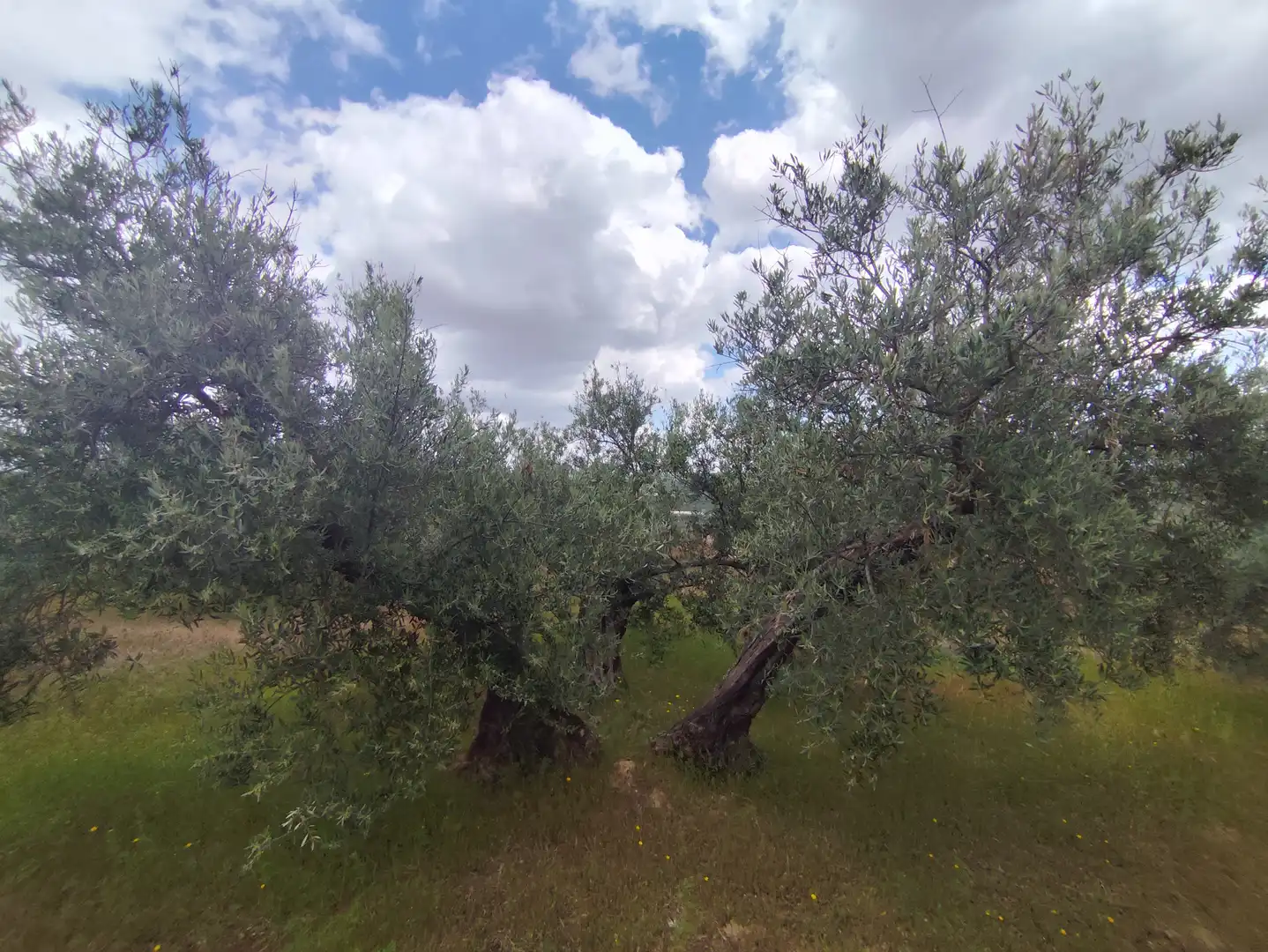Garten von Country house zum Verkauf in Úbeda mit Schwimmbad