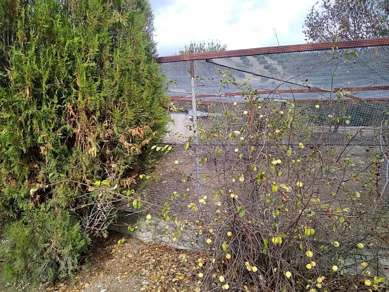 Finca rústica en venta en Benalúa de las Villas con Jardín privado, Terraza y Trastero