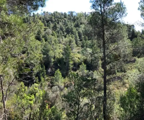 Rural land for sale in Pb Segrasos, imagen 9