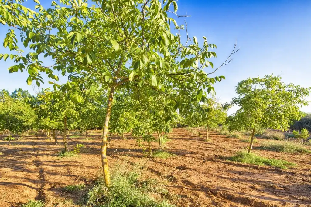 Country homes for sale in Ronda  with Private garden, Terrace and Swimming Pool