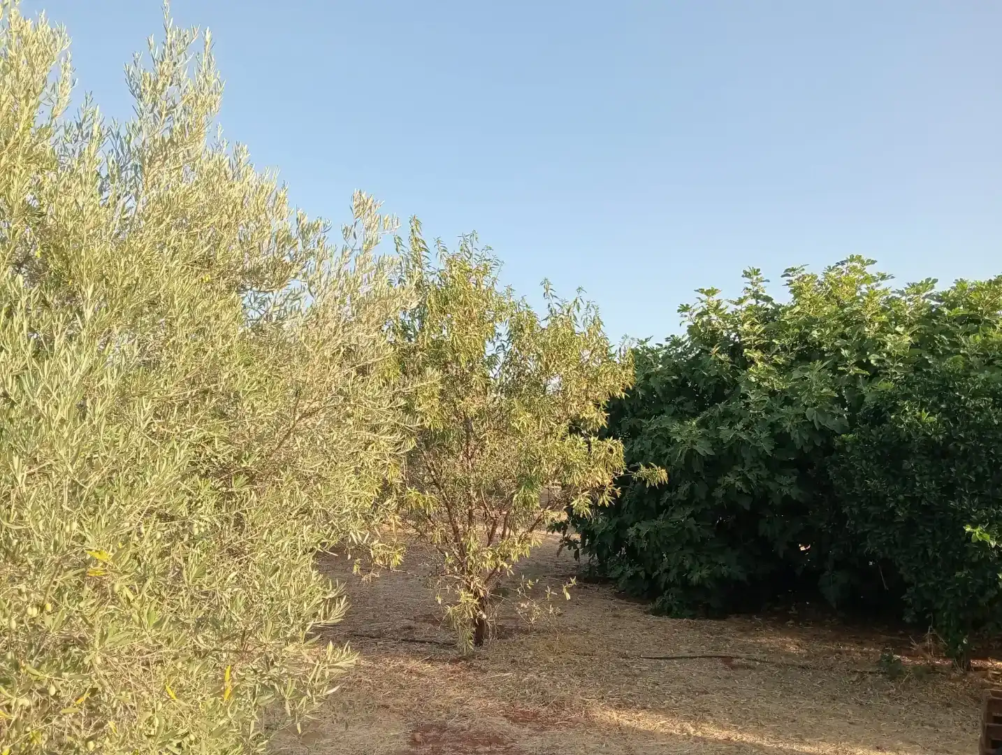 Casa o chalet en venta en Guadalcázar