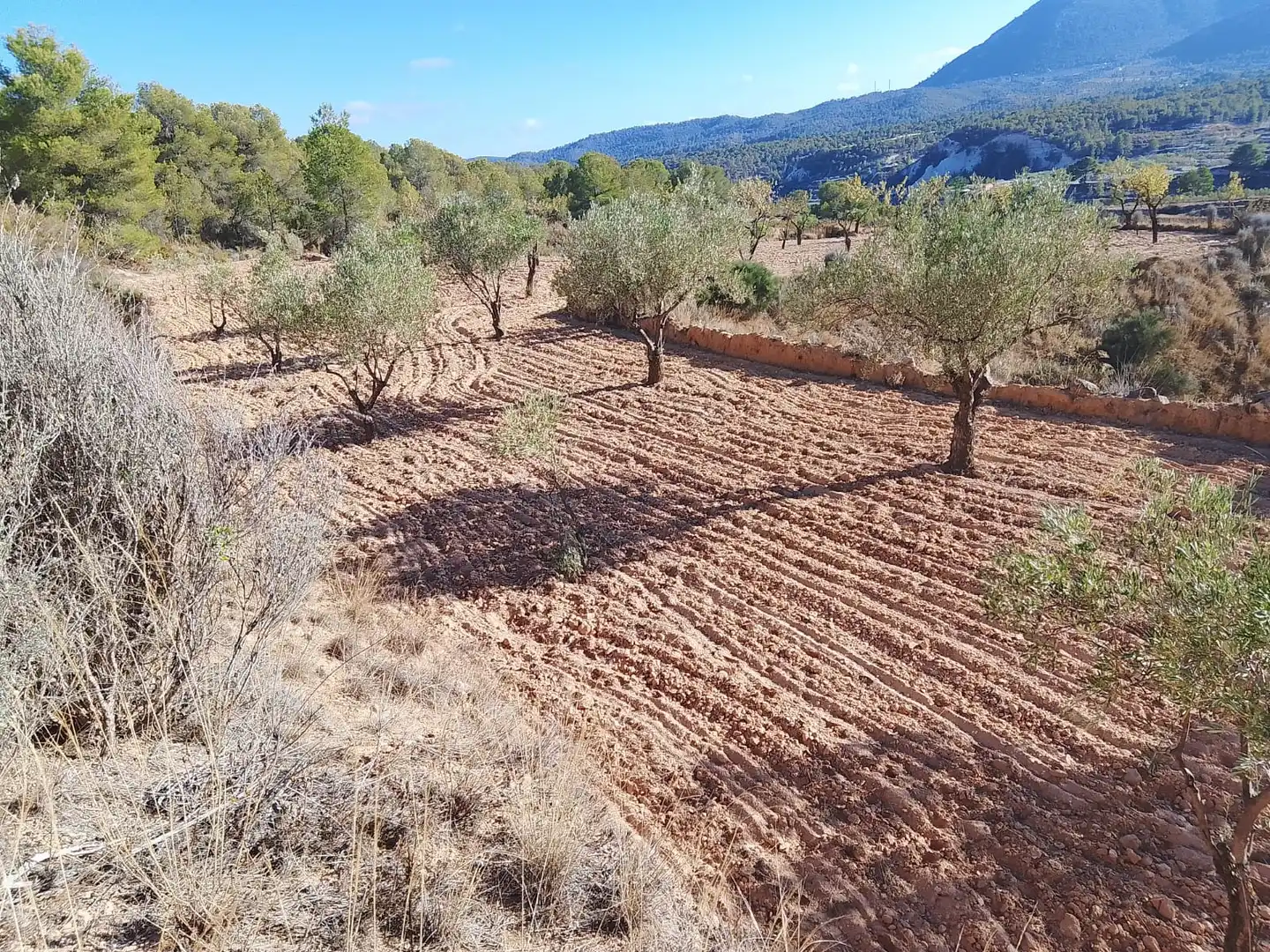 Terreny rústic en venda a Tibi, imagen 3