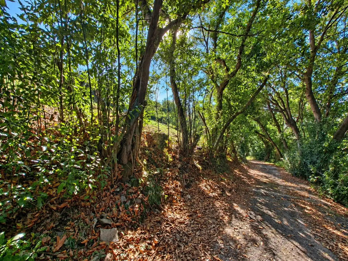 Terrain rustique à vendre à Camino de Caldones 2380, imagen 20