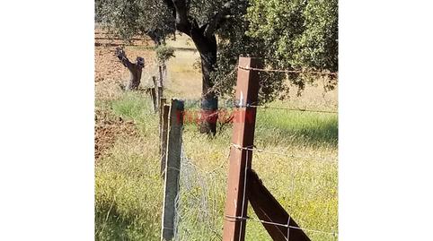 Photo 5 of House or chalet for sale in Alcolea de Tajo, Toledo