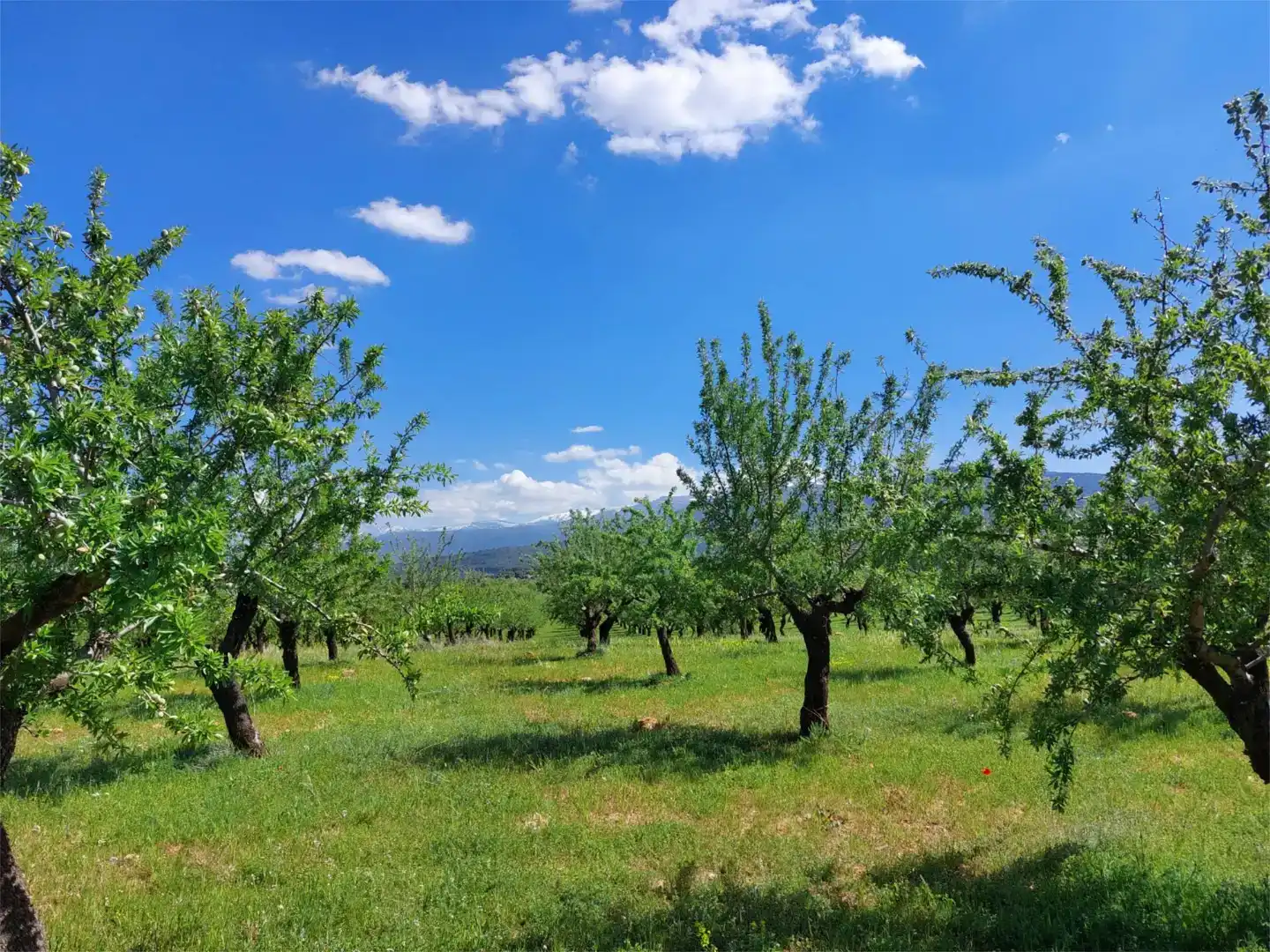 Finca rústica en venda en La Peza