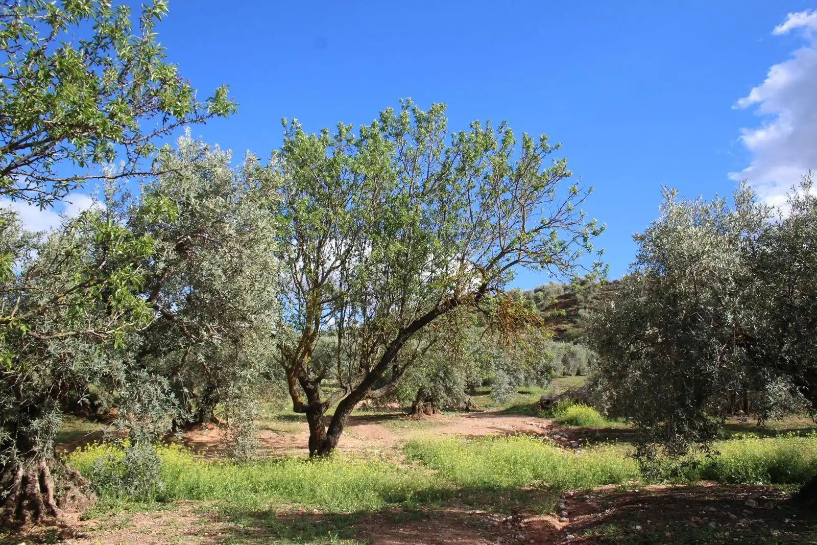 Terreno rustico in vendita a Calicasas, imagen 3