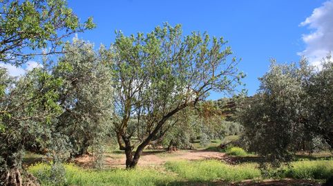 FINCA RÚSTICA DE OLIVOS EN CALICASAS, GRANADA., immagine 3