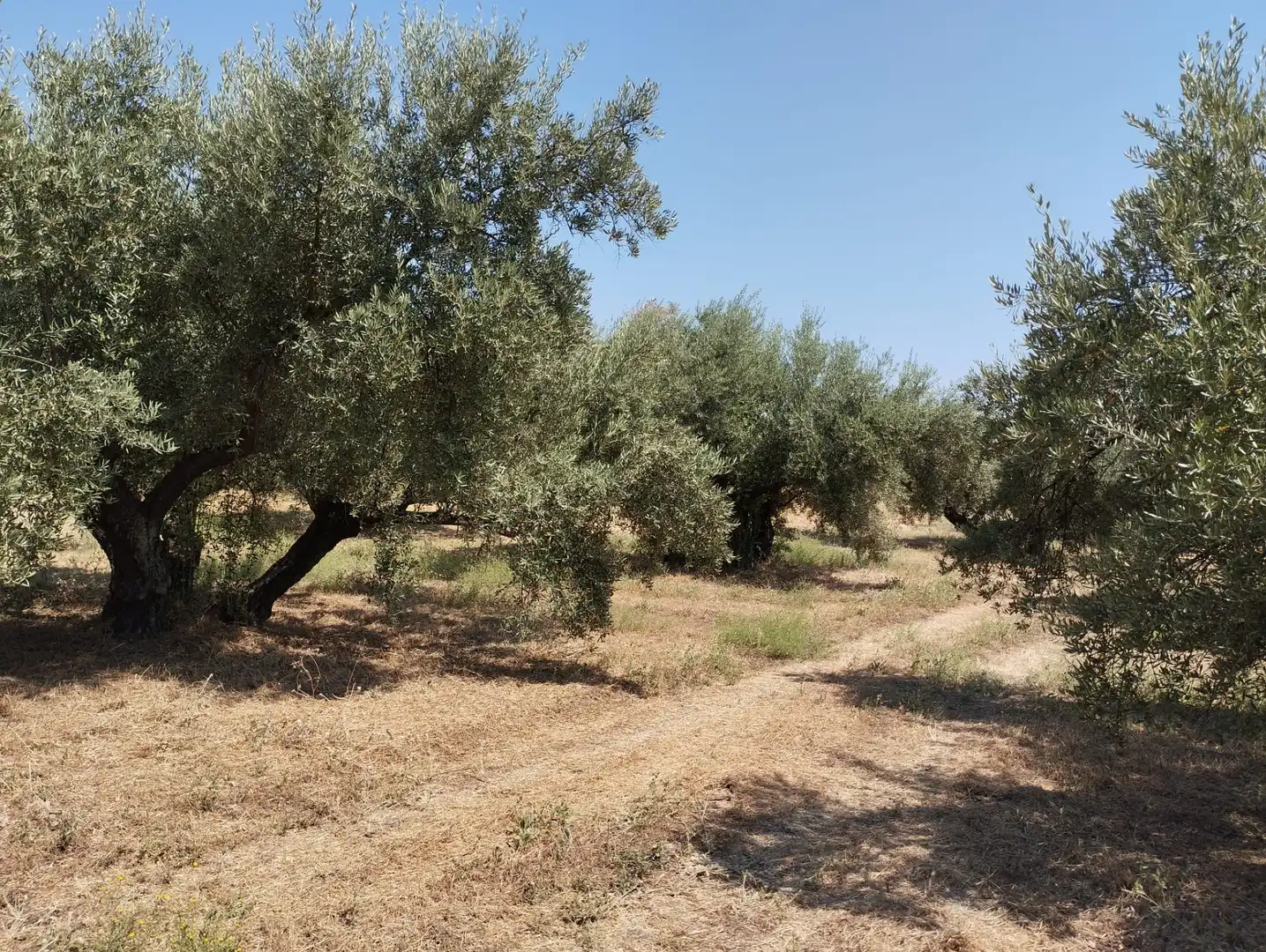Terreno rustico in vendita a Avenida Fuente de las Piedras, imagen 7