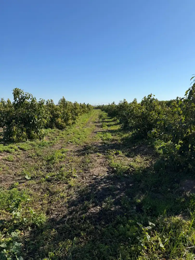 Land for sale in L'Alqueria de la Comtessa