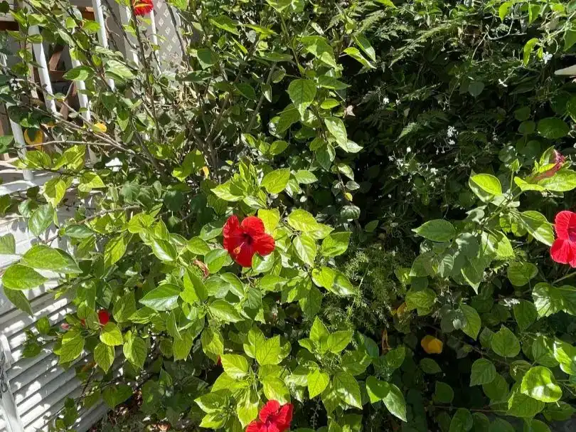 Garden of Flat for sale in Vilanova i la Geltrú  with Air Conditioner, Swimming Pool and Balcony