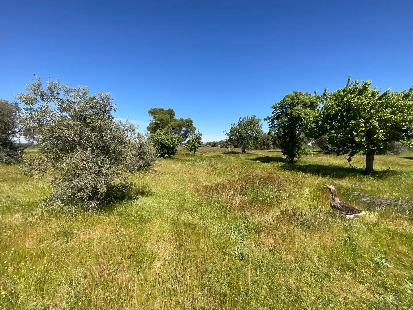 Country homes for sale in Illescas  with Swimming Pool and Alarm