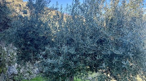 VENTA E FINCA EN EL TORNO. VALLE DEL JERTE, immagine 4