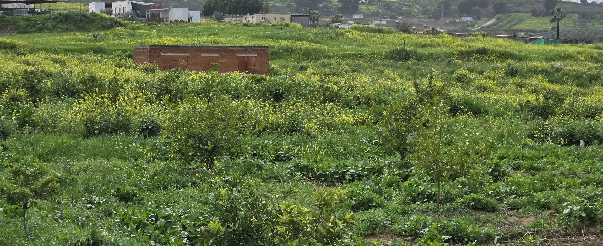 Casa rústica amb piscina en venda a Casalpalma - Fahala