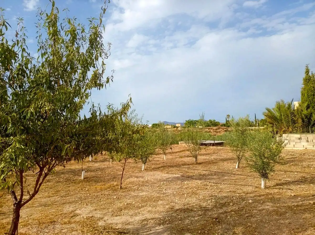 Houses for sale in Novelda  with Swimming Pool and Alarm