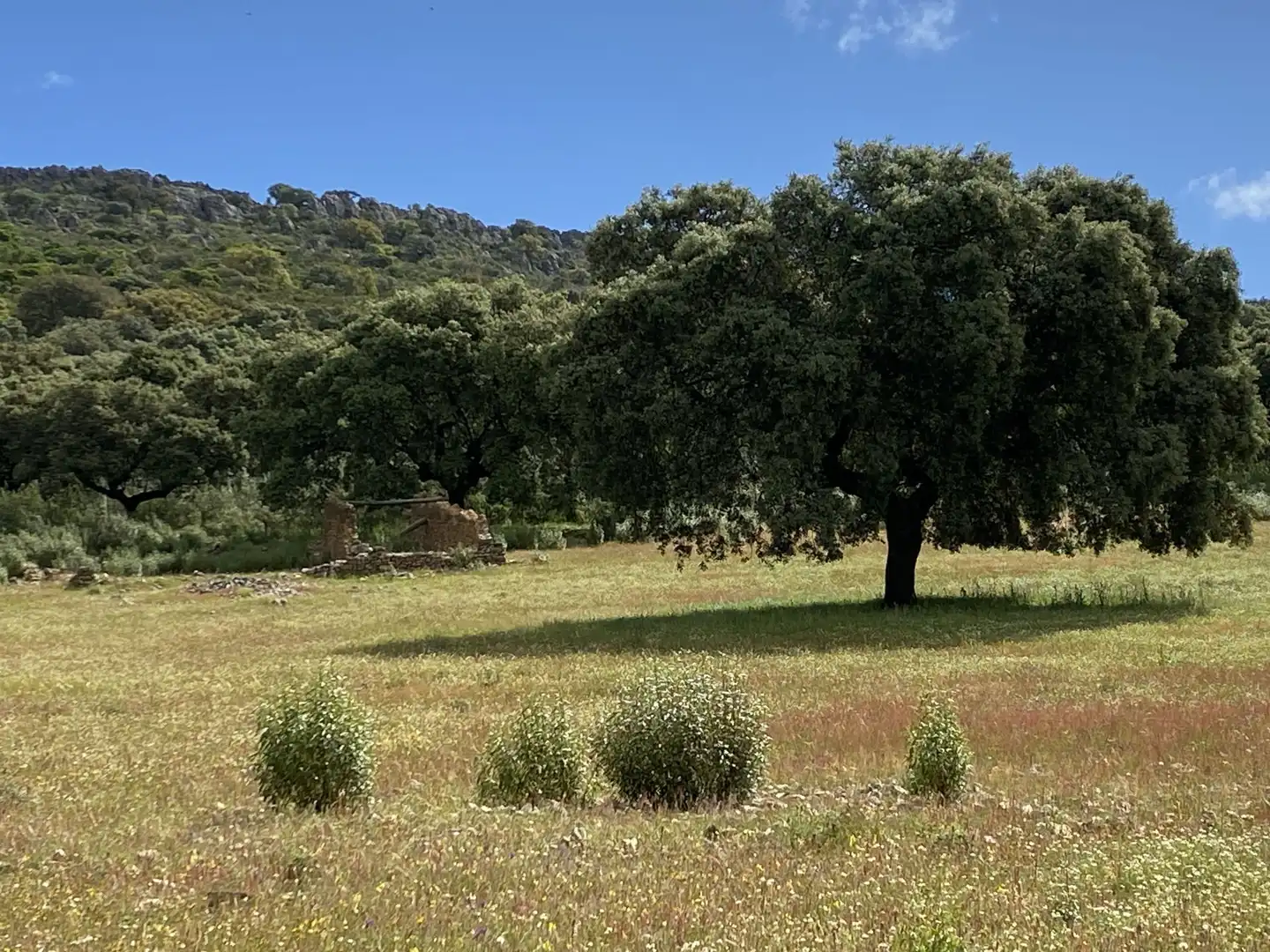 Terreno en venta en Deleitosa