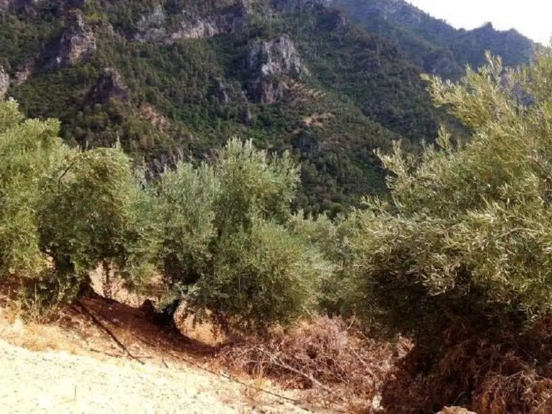 Terreni e lotti in vendita a Villacarrillo