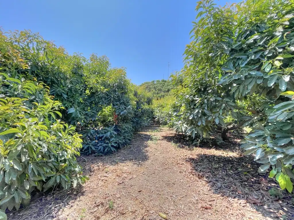 Finca rústica en venda en Benamocarra amb Jardí privat, Moblat i Forn