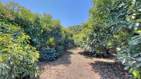 Foto 4 de Finca rústica en venda a Benamocarra, Málaga