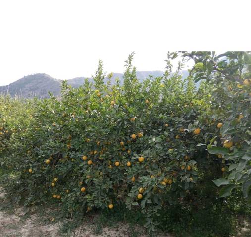 Terreno en Venta en Torreagüera