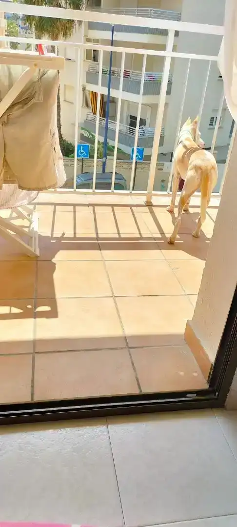 Terrassa de Apartament en venda en Miramar amb Aire condicionat, Piscina i Balcó