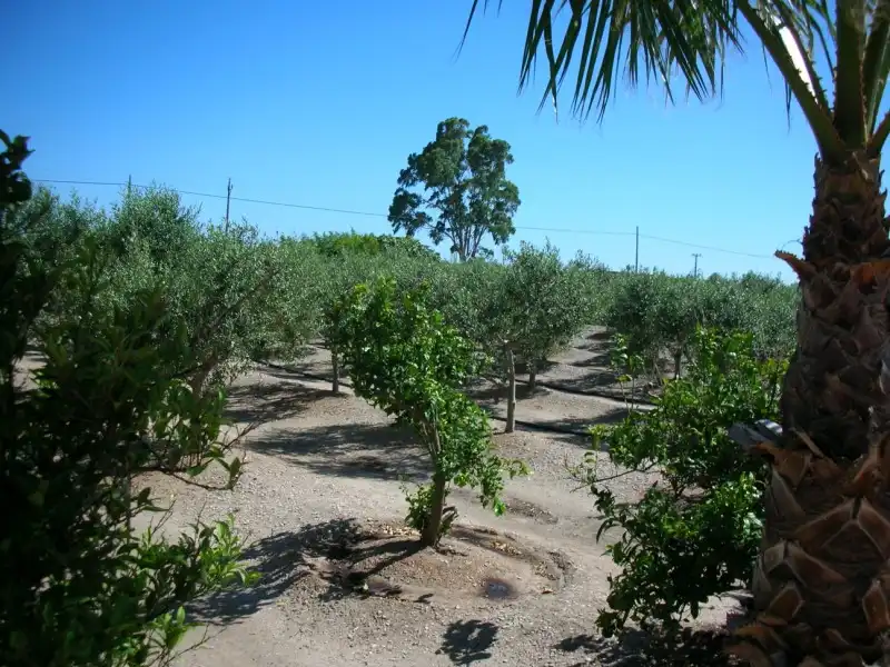 Vista exterior de Finca rústica en venta en La Ràpita con Jardín privado, Piscina y Alarma