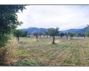 Land for sale in Selva