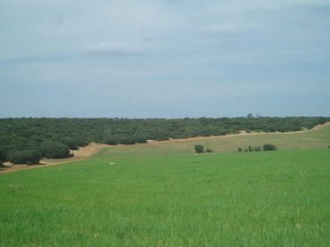 Terrain rustique à vendre à Motilla del Palancar