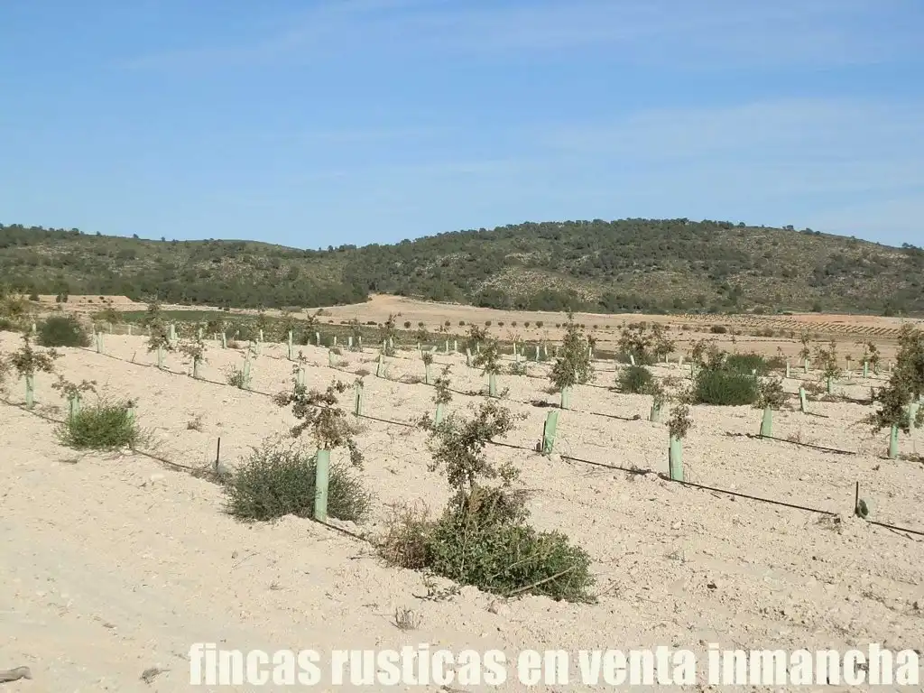 Rustikales Grundstück zum Verkauf in Jumilla, imagen 7