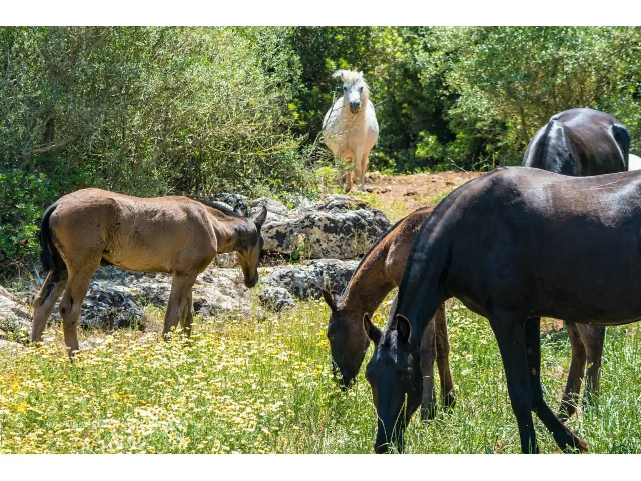 Exterior view of Land for sale in Ciutadella de Menorca
