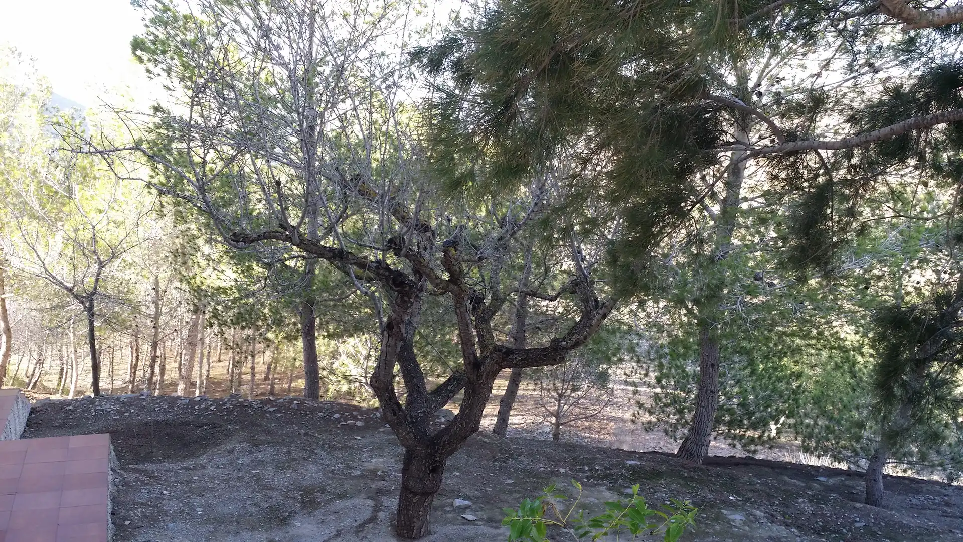 Villa con giardino in vendita a Pedanías Oeste, imagen 4