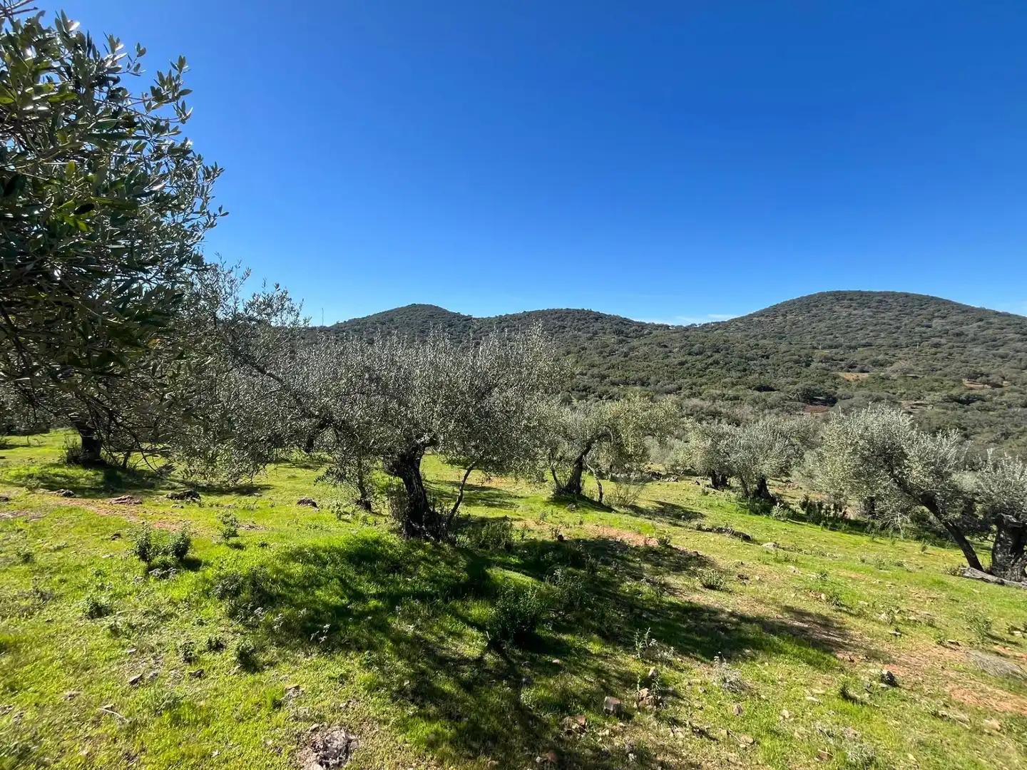 Terreni e lotti in vendita a Zufre, imagen 12