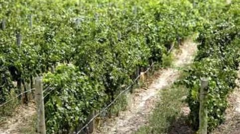 ¡Espectacular Finca Rústica de 634 Hectáreas en Tarancón¡, immagine 4