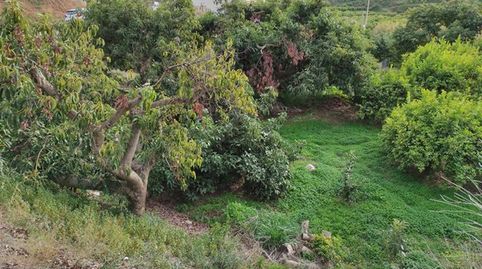 Terreno con Limoneros en Benamargosa, imagen 5
