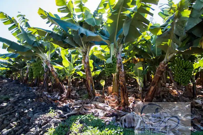 Jardín de Finca rústica en venta en Puerto de la Cruz