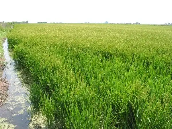 Rustikales Grundstück zum Verkauf in Deltebre, imagen 2