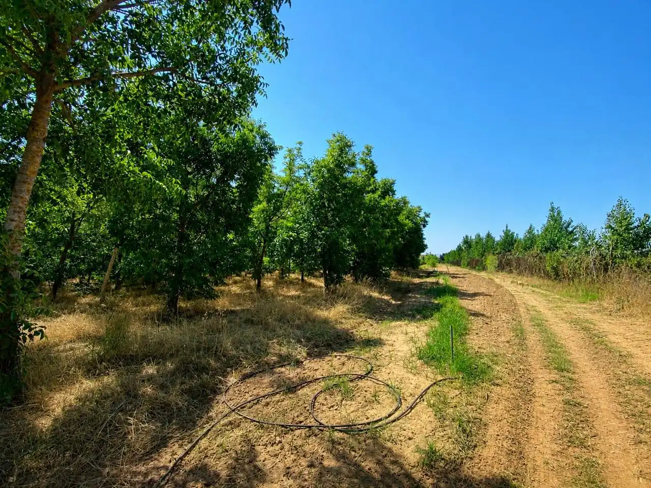 Finca rústica en venta en Arroyo de San Serván