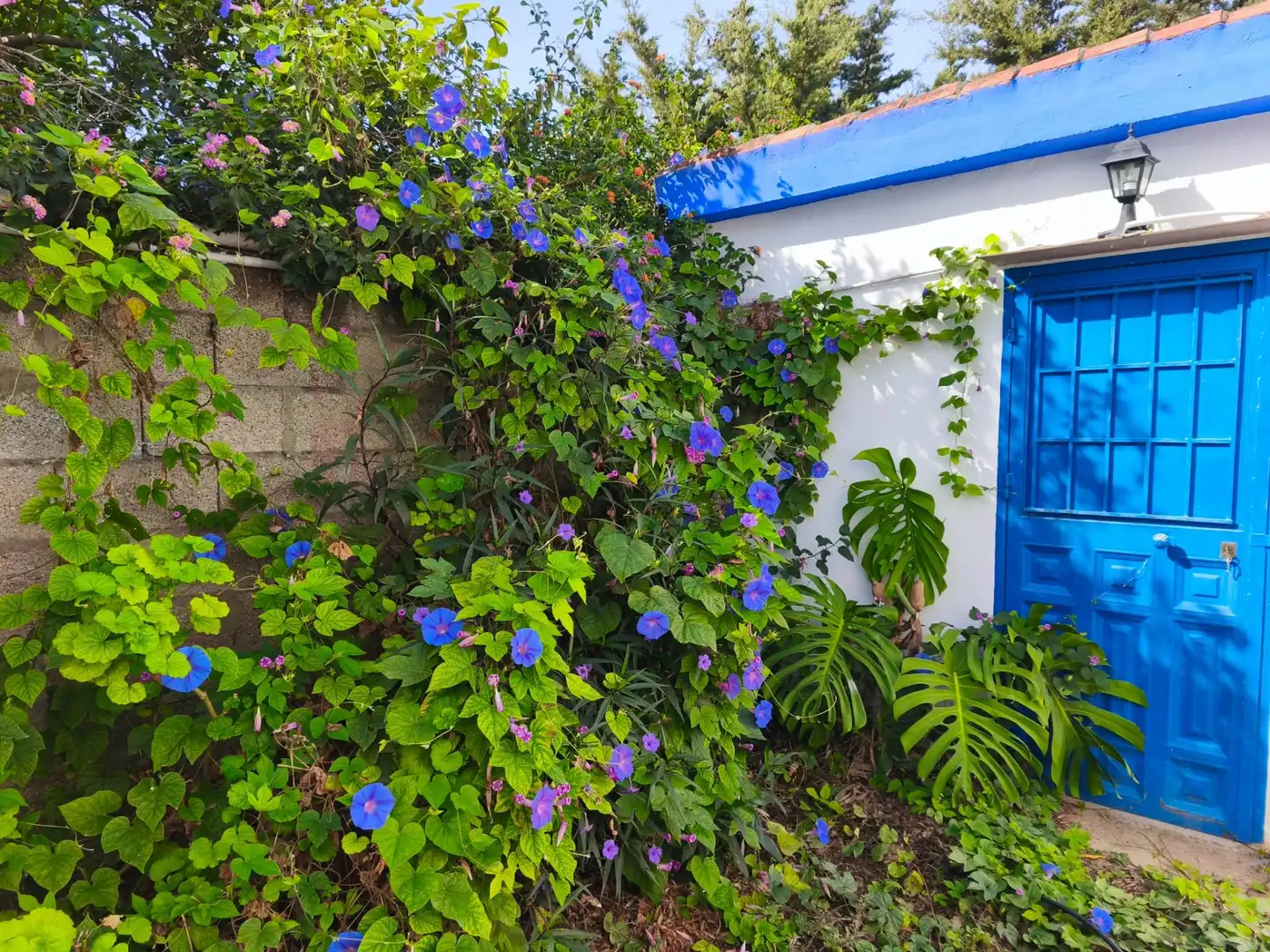 Jardí de Casa o xalet en venda en Los Franceses – La Vega