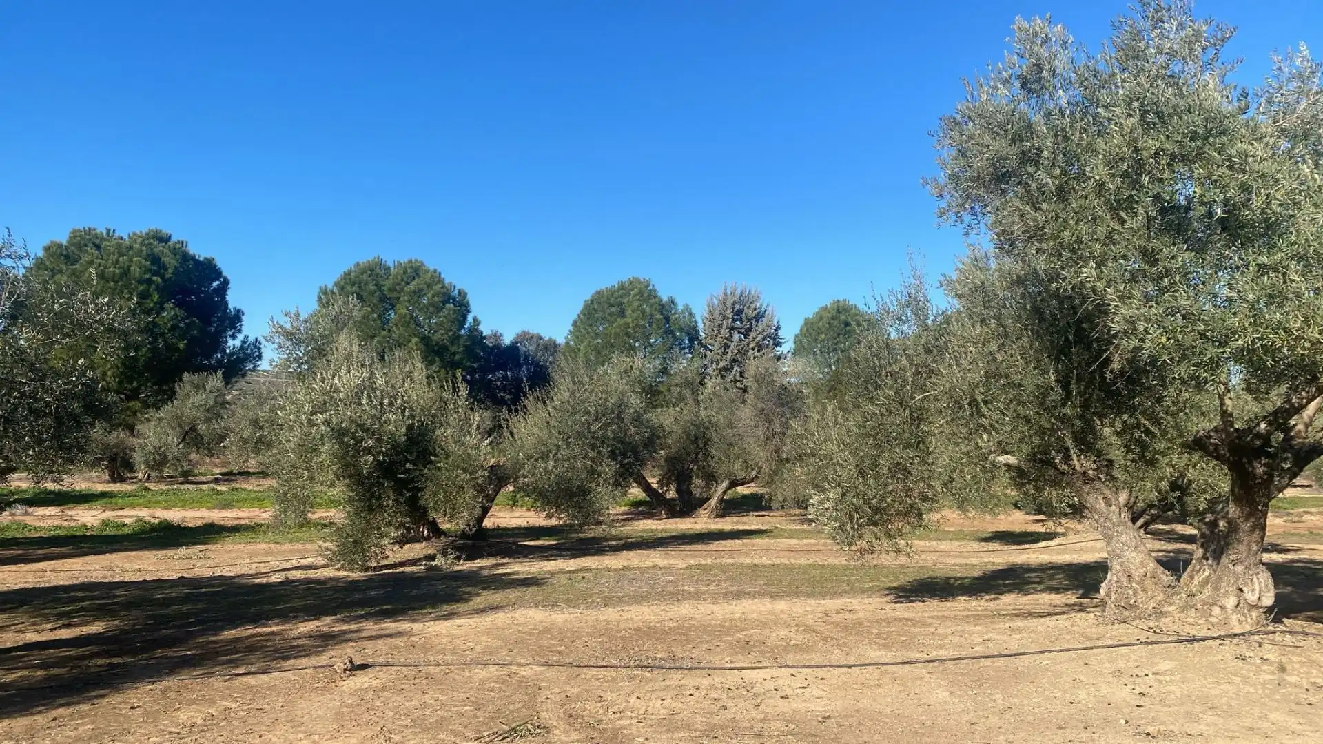 Terreni e lotti in vendita a Jabalquinto, imagen 10
