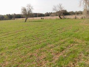 Land for sale in Vilafranca de Bonany