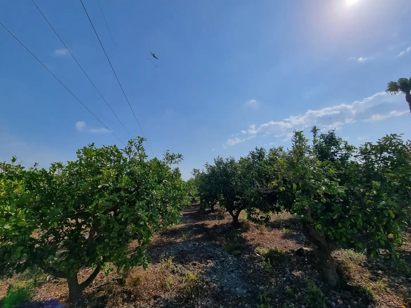 Finca rústica en venta en Vinaròs con Piscina y Amueblado