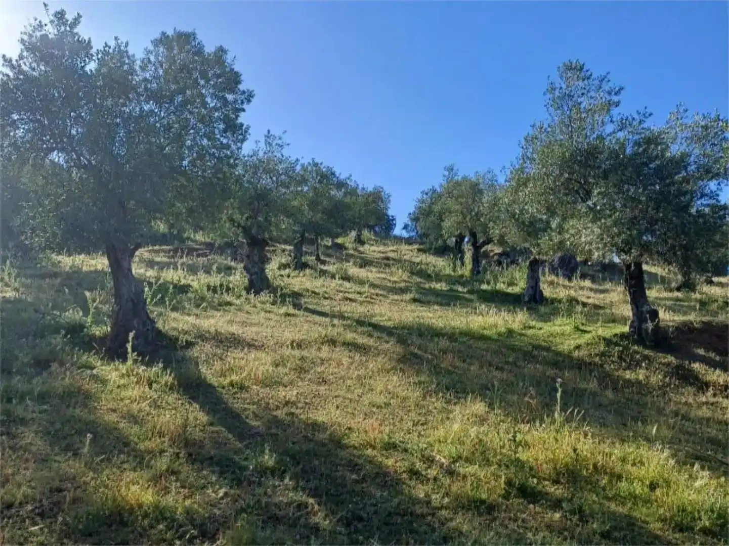 Finca rústica en venta en Fuentes de León