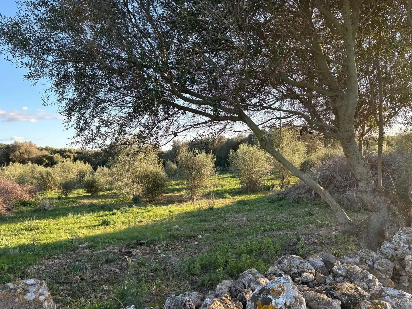 Rural land for sale in Sant Llorenç des Cardassar, imagen 13