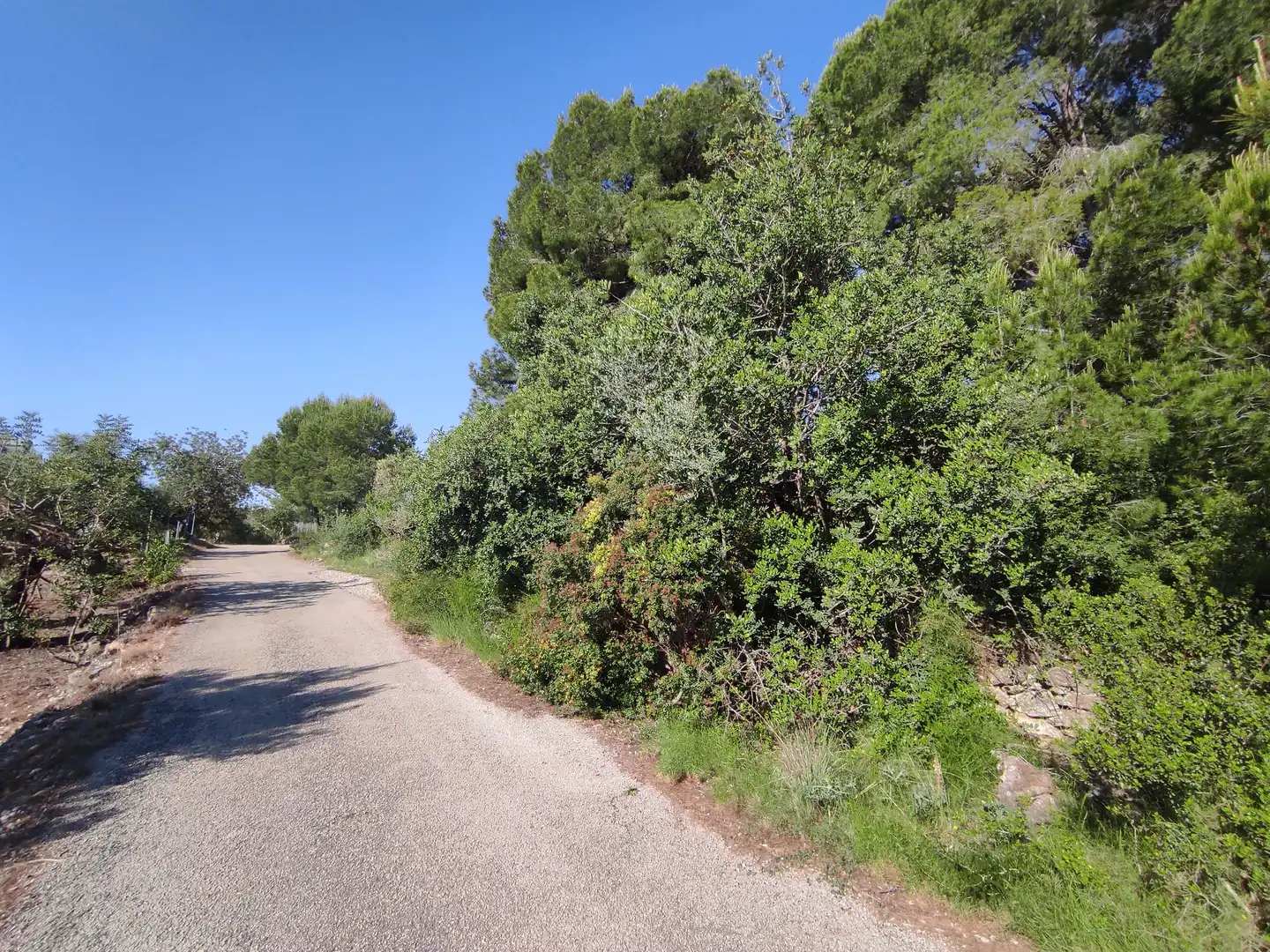 Rural land for sale in Alcanar, imagen 8