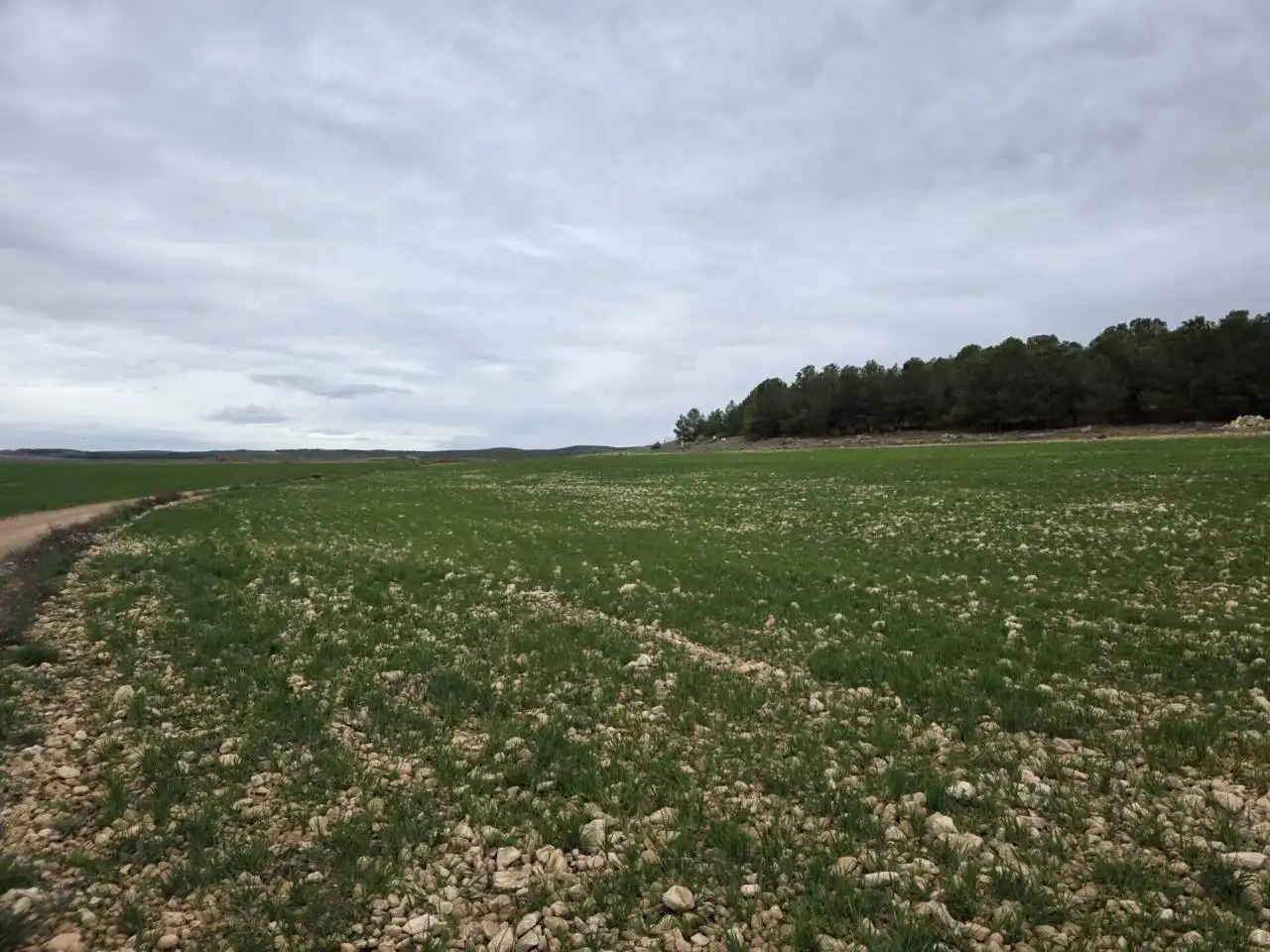 Rural land for sale in Chinchilla de Monte-Aragón, imagen 8