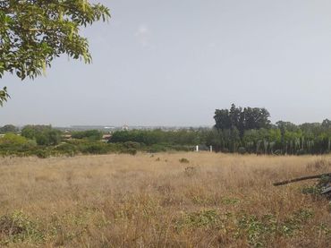 Terreno rústico en venta en El Rocío - La Milagrosa