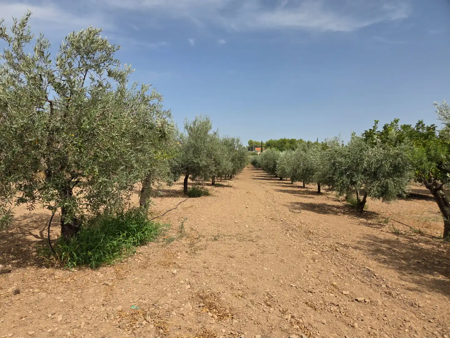 Finca rústica en venta en Bullas